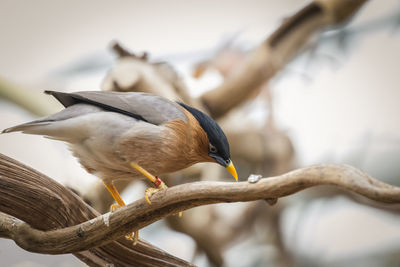 Close-up of bird perching outdoors