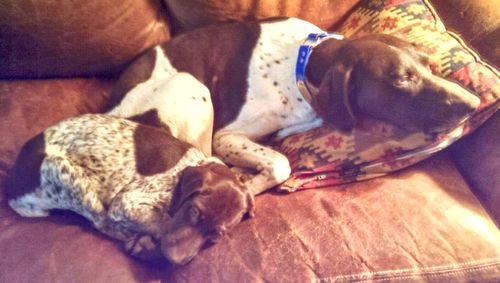 Close-up of dog lying at home