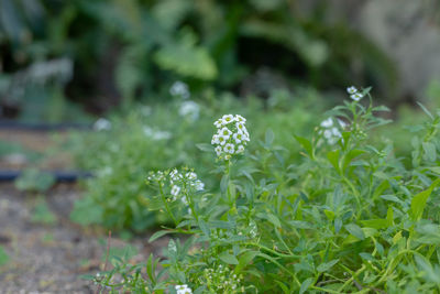 Close-up of flowering plants on land