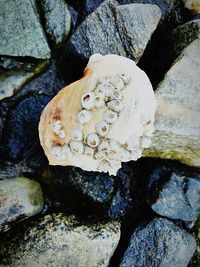 Close-up of rock on beach