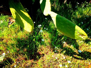 Lizard on green leaves