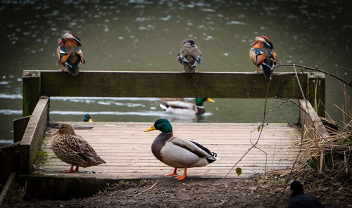 Birds perching on lake