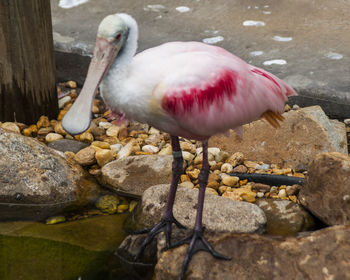 Close-up of bird perching on water