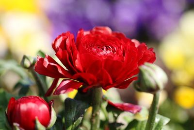 Close-up of red rose