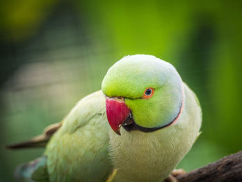 Close-up of parrot