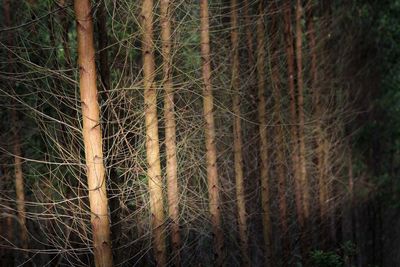 Close-up of bamboo trees in forest