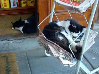 Cat sleeping on bed