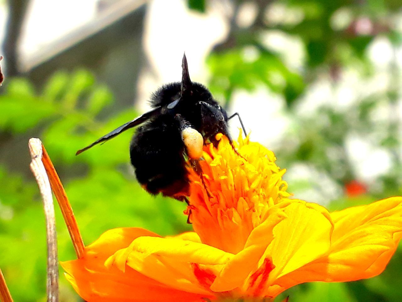 BEE ON FLOWER