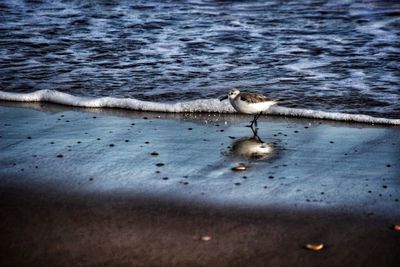 High angle view of bird on beach