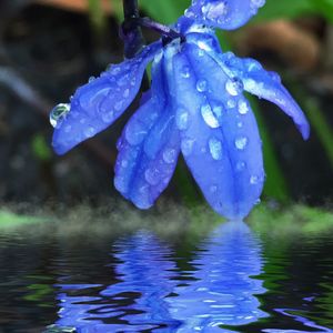 Close-up of water drops on flower