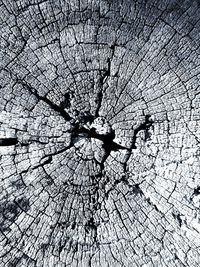 Full frame shot of tree stump