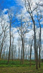 Bare trees on landscape against sky