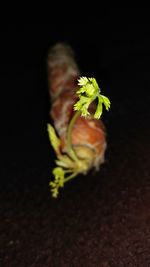 Close-up of flower over black background