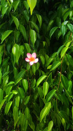 High angle view of pink flowering plant