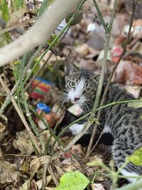 Portrait of a cat on field