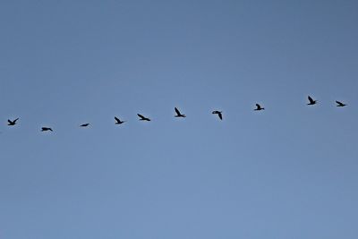 Low angle view of birds flying against clear sky