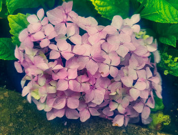 Close-up of hydrangea blooming outdoors