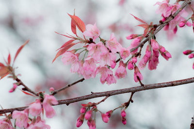 Low angle view of pink cherry blossoms in spring