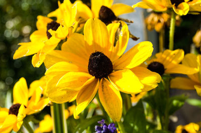 Close-up of yellow flowers