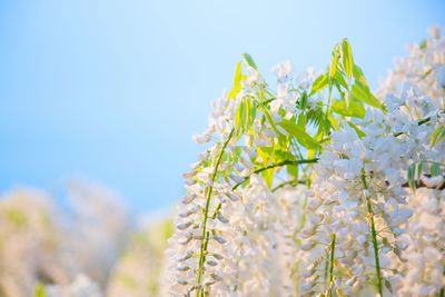 Close-up of flowers against clear sky