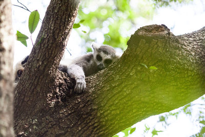 Low angle view of cat sleeping on tree