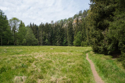 Scenic view of trees growing on field against sky