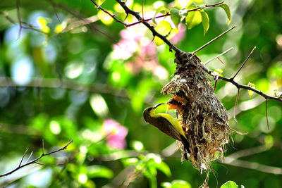 Close-up of birds on nest hanging from tree