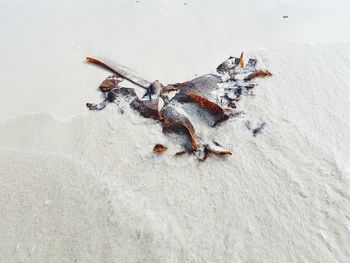 High angle view of crab on sand