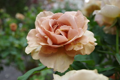 Close-up of rose flower