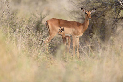 Deer standing in a field