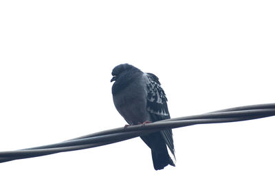 Low angle view of bird perching on wall