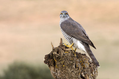 Close-up of bird perching on branch