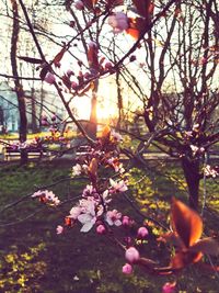 Pink cherry blossoms in spring