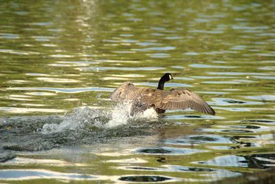 Birds in calm lake
