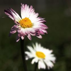 Close-up of purple flower