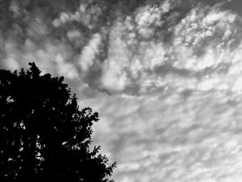 Low angle view of tree against sky