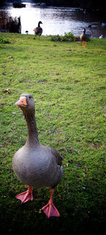 Mallard duck on field