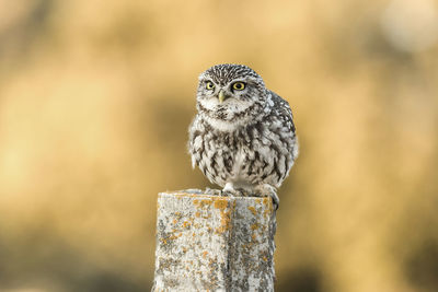 Close-up portrait of owl perching on wooden post