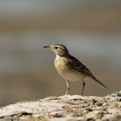 Close-up of bird perching