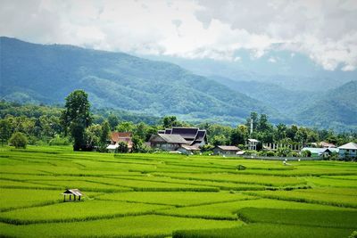 Scenic view of agricultural field and mountains against sky