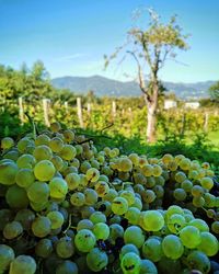 Grapes growing in vineyard