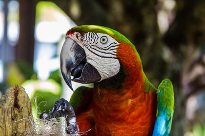 Close-up of parrot