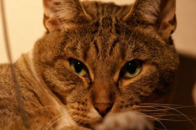 Close-up portrait of cat