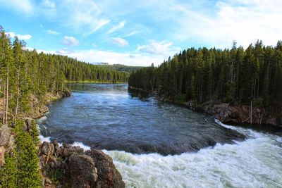 Scenic view of river amidst trees in forest against sky