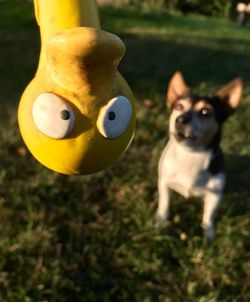 Portrait of dog on field