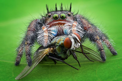 Close-up of spider