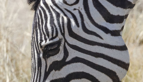 Close-up of a plains zebra in etosha national park of namibia