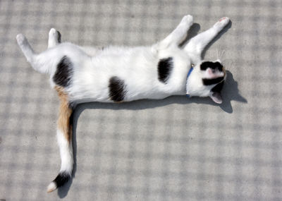 Cat standing on floor at home