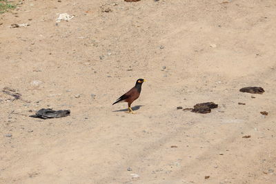 High angle view of birds on beach