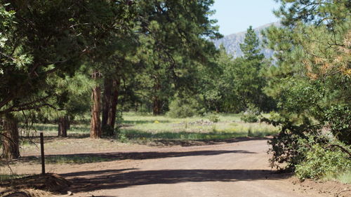 Road amidst trees in forest